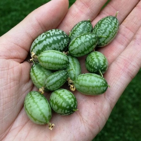 Cucameloen Concombre du Mexique Graines - Petits fruits à la taille d’un raisin, ressemblant à une mini-pastèque 0.2 Grammes - 100 Graines