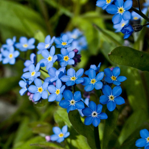 Forget-me-not Indigo blue - Carpet-forming biennial plant, spring flowering - 0.4g - Seeds per gram: 1800