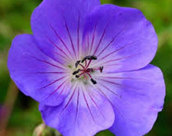 12 x Geranium 'Rozanne' - Stork's beak pot 9x9cm