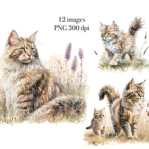 Illustration Katzen, Digitale Katzen, Kätzchen Clipart, Aquarell Katzen, Digital Papier Handwerk, Kunst Katzen Porträt, Katze Clipart, Maine Coon Clipart