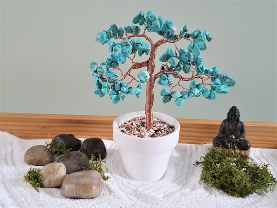 ilex crenata convexa bonsai Ilex Crenata Convexa bonsai Japanse hulst in Sierpot  Tuinplantkopen