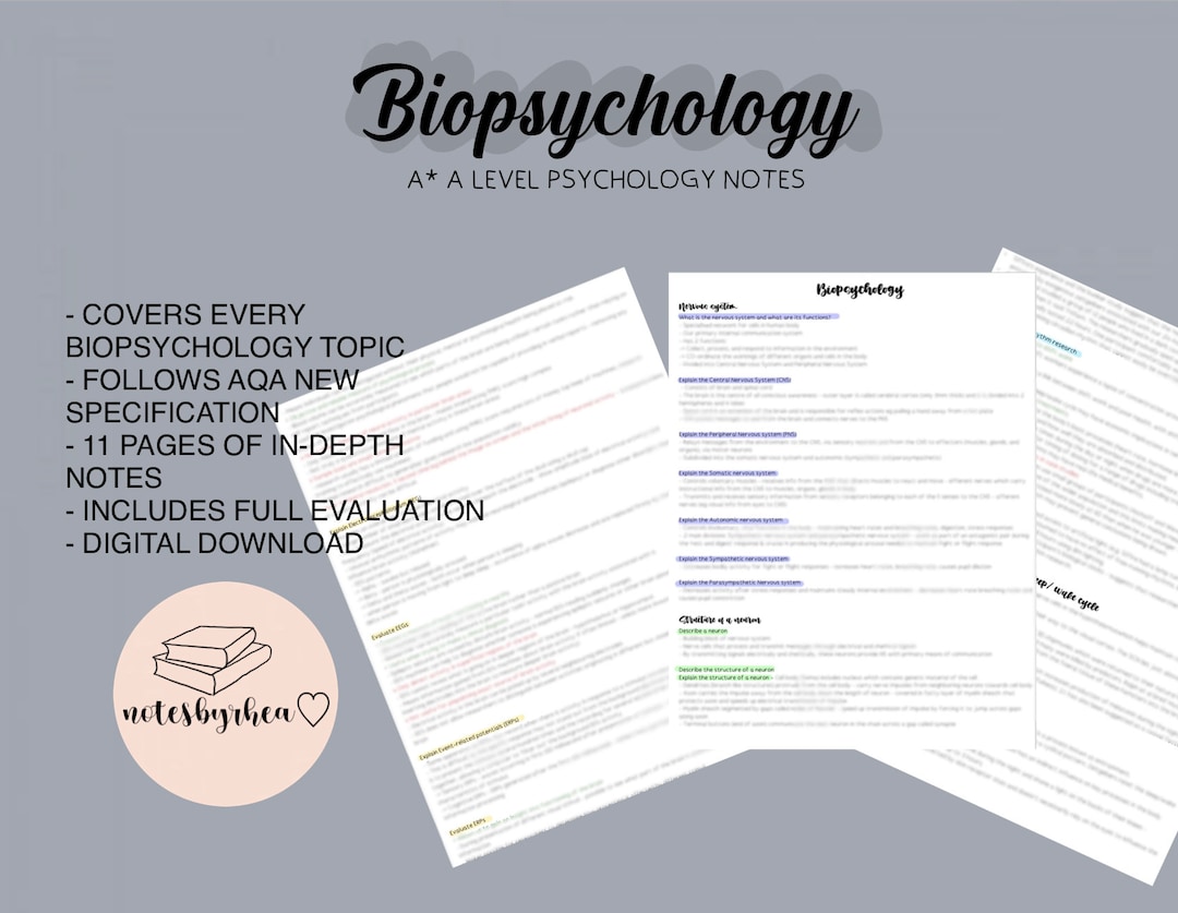 AQA A Level Psychology Biopsychology Notes - Etsy