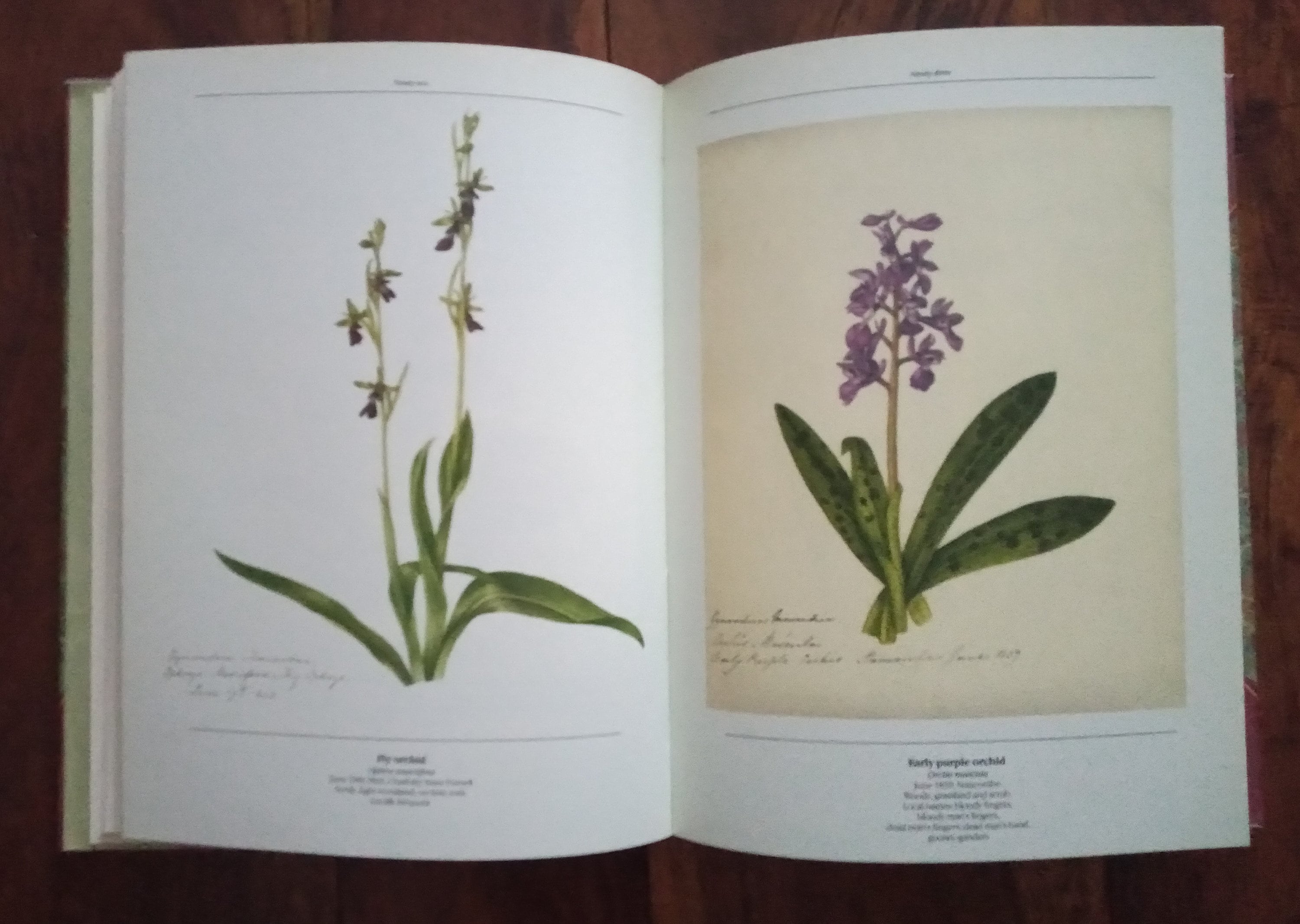 The Frampton Flora by Richard Mabey. - Etsy UK