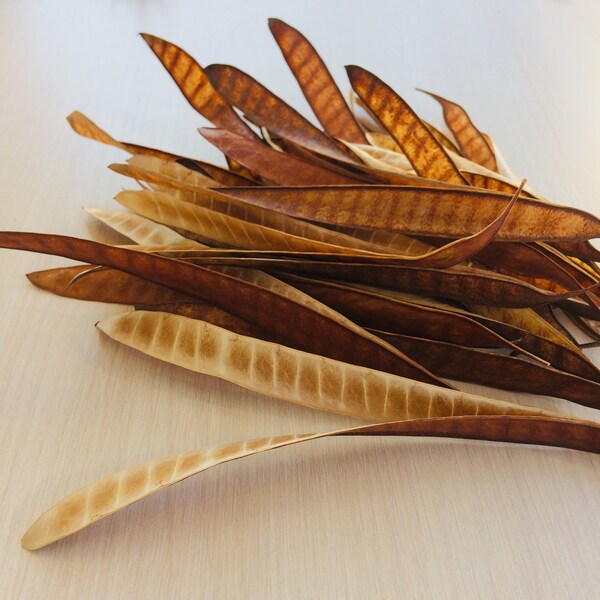 Dried Natural Acacia Long Seed Pods - Flower Arrangements - Decorative Crafts - 20 Seed Pods