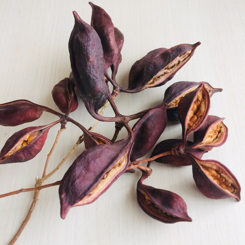 40 Brachychiton Seed Pods Kurrajong Tree Dried Seed Pods Australian