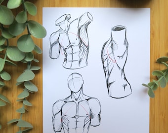 Illustration/artwork print - Male torso/Man torso anatomy - drawing collection - A5 - digital drawing