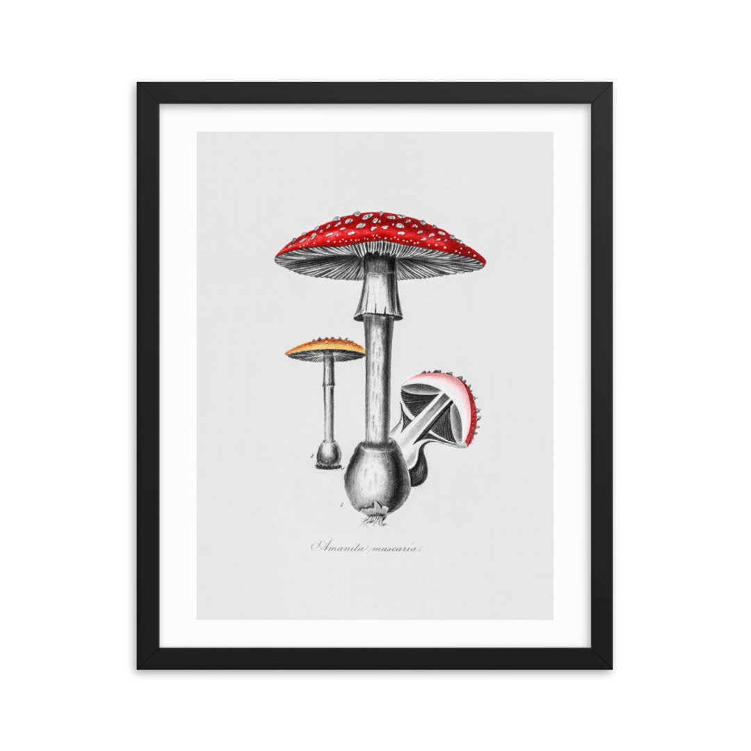 Mushroom Wall Art Mushroom Wall Decor Vintage Wall Decor Etsy