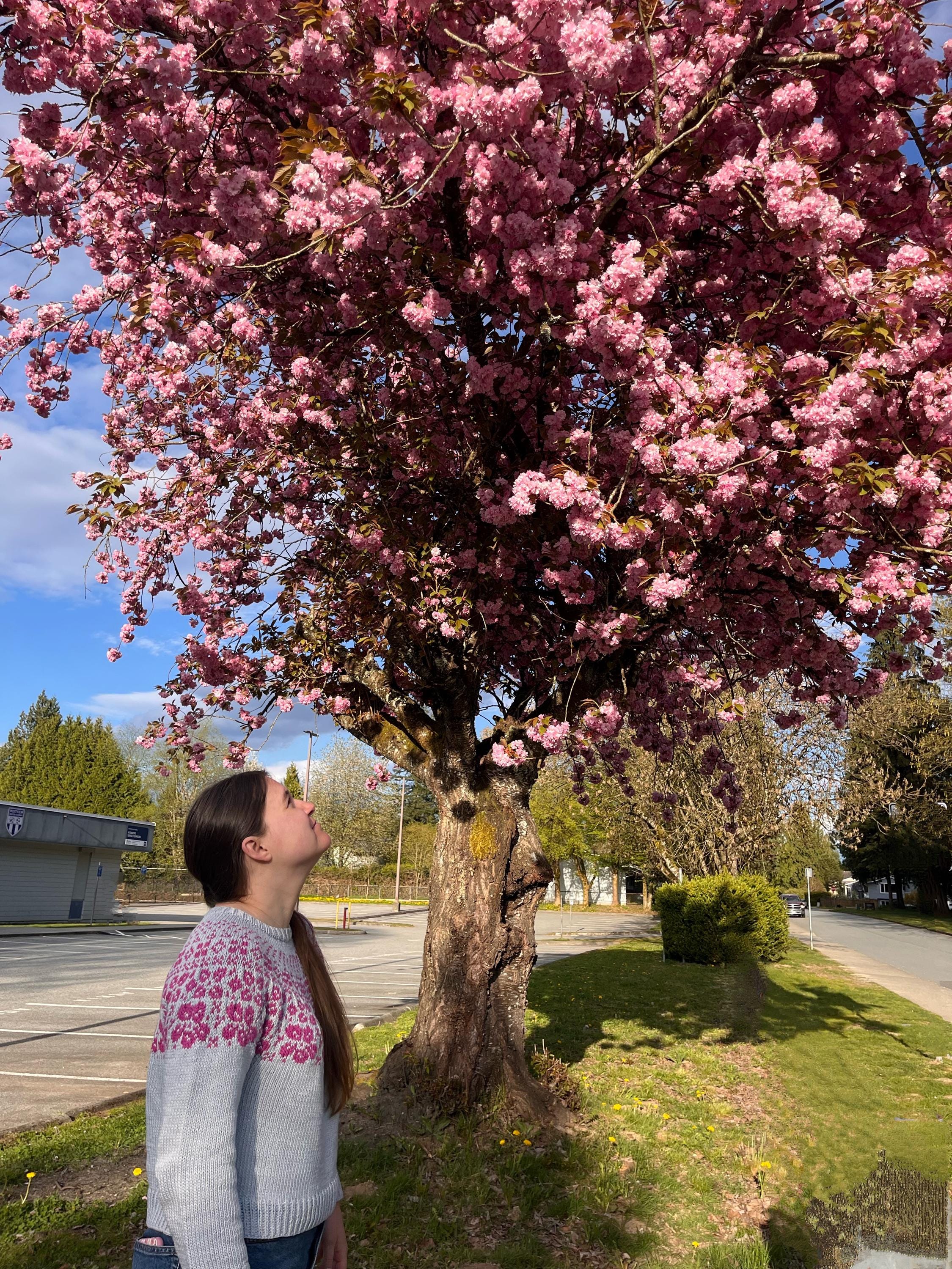 Cherry Blossom Sweater Knitting Pattern - Etsy