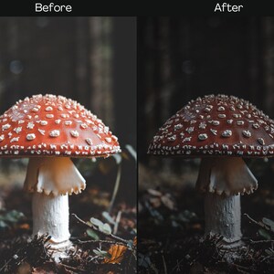 Pu&ograve; includere: Un fungo rosso e bianco con macchie bianche che cresce in un ambiente boschivo scuro.