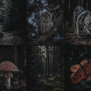 Pu&ograve; includere: Un collage di immagini che ritraggono una foresta oscura e misteriosa. Le immagini includono una strada tortuosa, un gufo grigio appollaiato su un ramo, un lupo grigio, un fungo rosso e bianco, un sentiero tra gli alberi e una farfalla marrone.