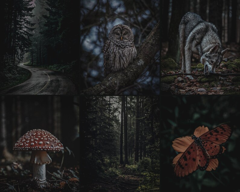 Pu&ograve; includere: Un collage di immagini che ritraggono una foresta oscura e misteriosa. Le immagini includono una strada tortuosa, un gufo grigio appollaiato su un ramo, un lupo grigio, un fungo rosso e bianco, un sentiero tra gli alberi e una farfalla marrone.