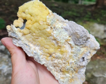 Huge Pennsylvania Wavellite with Fossilized Clam Shells