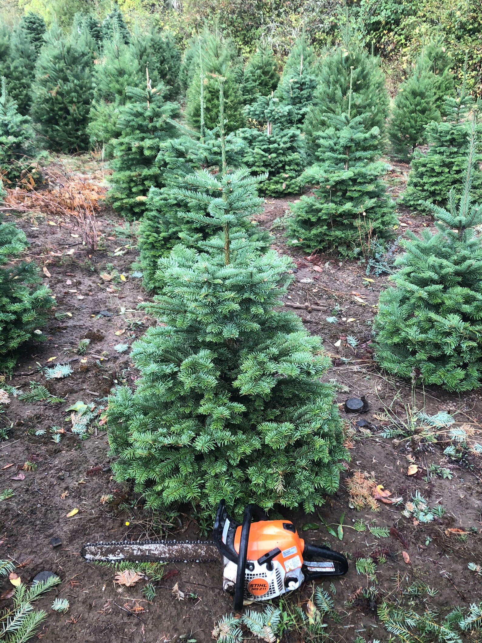 Fresh Noble Fir Christmas Tree Cut to Order Etsy