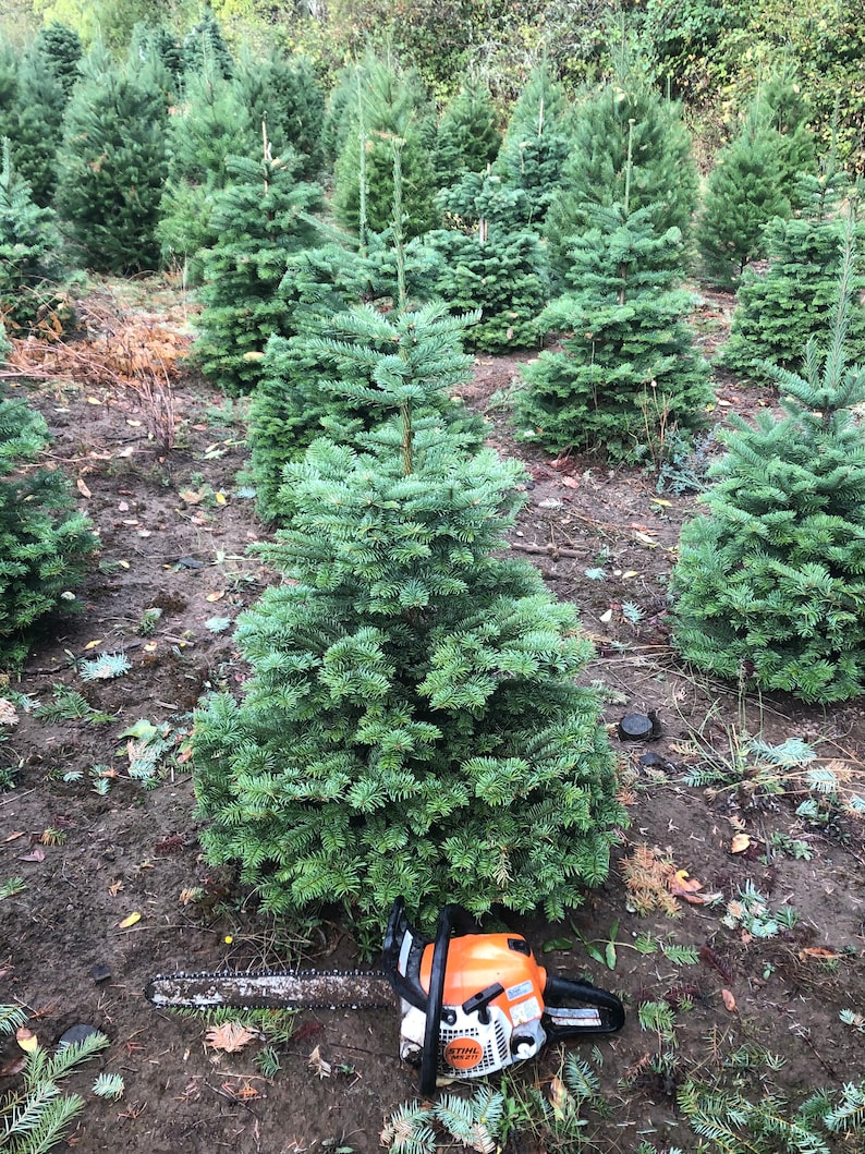 Fresh Noble Fir Christmas Tree Cut to Order Etsy
