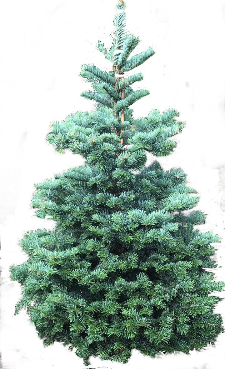 Fresh Noble Fir Christmas Tree Cut to Order Etsy
