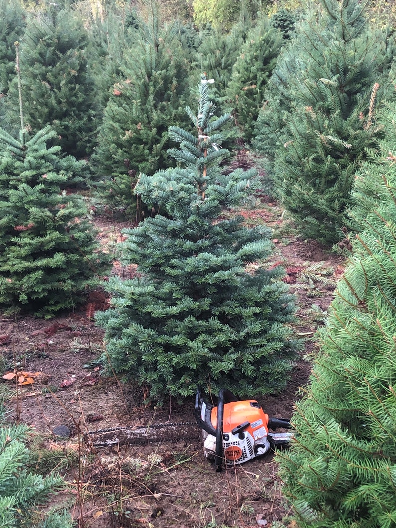 Fresh Noble Fir Christmas Tree Cut to Order Etsy