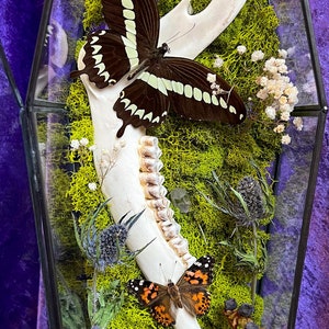 Puede incluir: Una vitrina de vidrio que contiene una mandíbula de ciervo, una mariposa y otros elementos naturales. La mandíbula es blanca y la mariposa es negra y blanca con acentos verdes. La vitrina está llena de musgo verde y otras plantas.