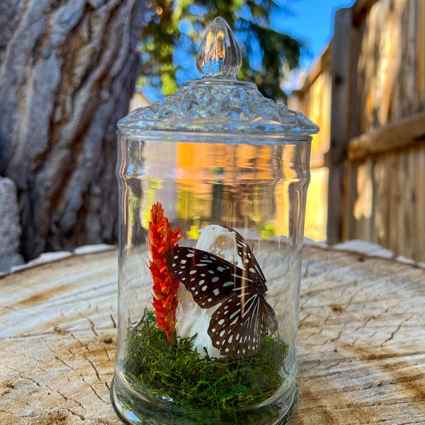 Real Tirumala Limniace Taxidermy Butterfly, “Blue tiger”, ethically sourced mink skull, orange wheat, moss, in glass dome - Butterfly Gift