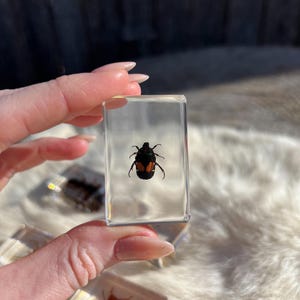 Bug Blocks, Resin Bugs, Oddity Collectibles, Curiosity, Pinned Bugs, Preserved bugs, Insect Gifts, Unique gift, Insect Specimen, Bugs Life