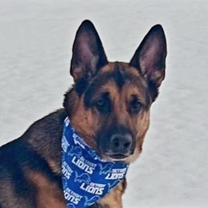 Bandana dla psa Detroit Lions
