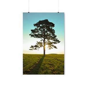 Könnte beinhalten: Ein Poster mit einem hohen, dunkelgrünen Baum vor einem Sonnenuntergang. Der Baum steht auf einer Wiese mit grünem Gras, wobei die Sonne durch seine Äste scheint. Der Himmel wechselt von hellblau zu goldgelb.
