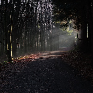 Photography, Nature, Trees, Light, Woodland, Shadow