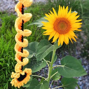 May include: A crocheted sunflower with yellow and orange petals and a black center. The crocheted sunflower is next to a real sunflower with yellow petals and a brown center.