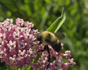 Milkweed Seed Mix – Native Pollinator Garden Wildflower Seeds (100+ Seeds)