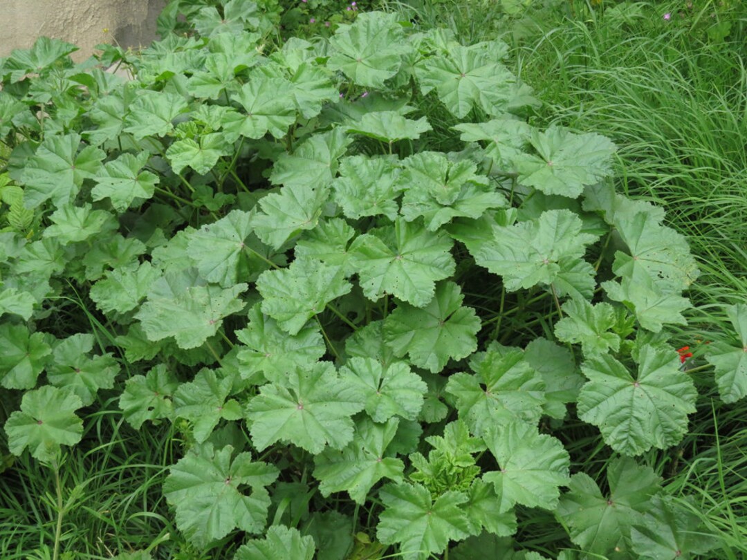 Cheese Mallow malva Parviflora Medicinal Factsheet Etsy Australia