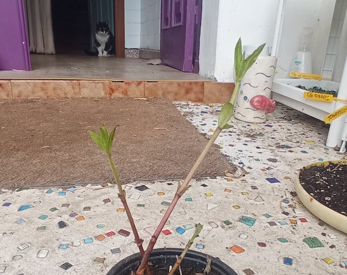 Rubia Tinctorum (Madder) seedlings