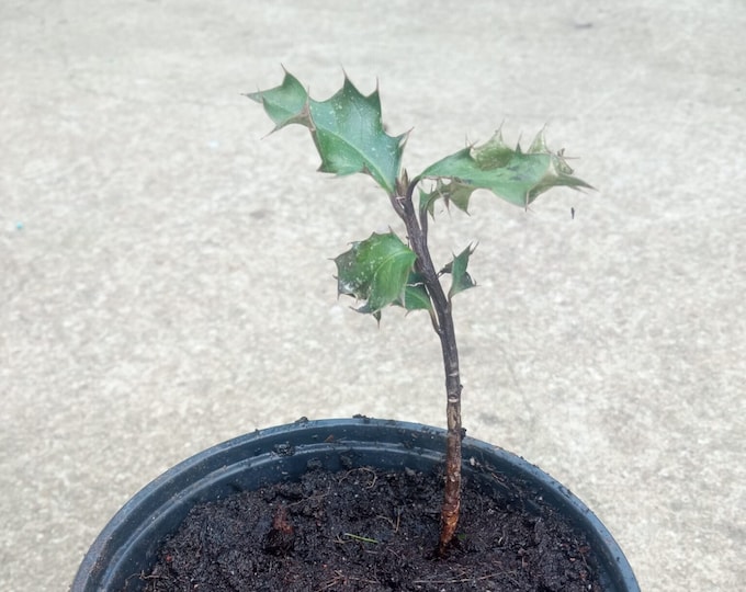 Holly Tree seedling