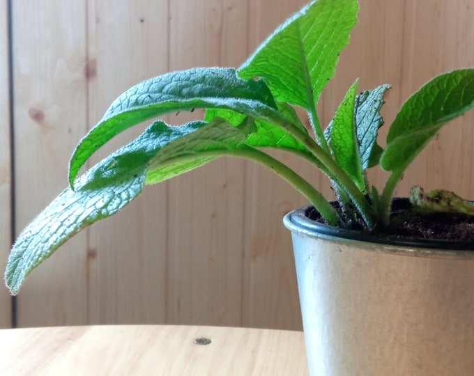 Comfrey plant from root