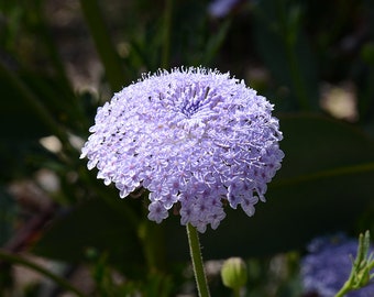 Blue Lace Flower 150 seeds, Trachymene coerulea, Native Australian wildflower seeds