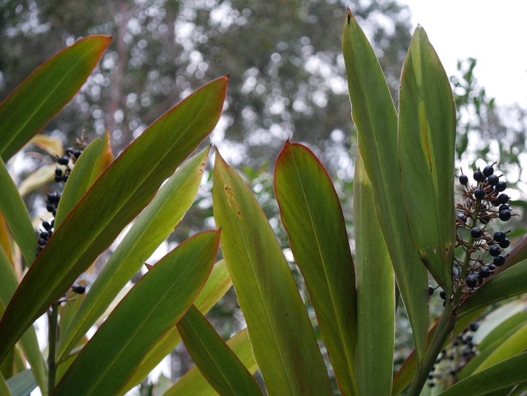 Alpinia Caerulea - Native Ginger (red Back) 50 Seeds - Etsy Australia