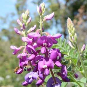 May include: A close-up of a cluster of purple flowers with white centres. The flowers are in bloom and have a delicate, feathery appearance. A bee is perched on one of the flowers.