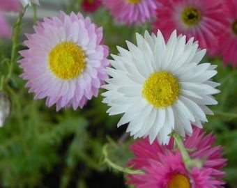 Everlasting Daisies - 200 seeds - pink and white paper daisies - Rhodanthe Chlorocephala - native Australian Daisy seeds.