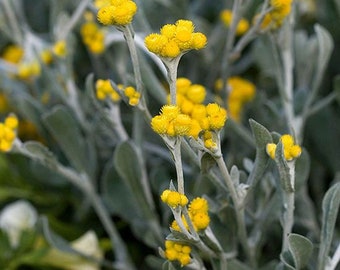 Chrysocephalum apiculatum – Yellow Buttons, 50 seeds - Australian Native Flowers