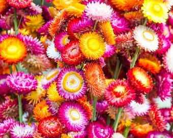 Strawflower seeds mixed colours - 250 seeds - Native Australian flowers - Xerochrysum bracteatum - Everlasting Daisy