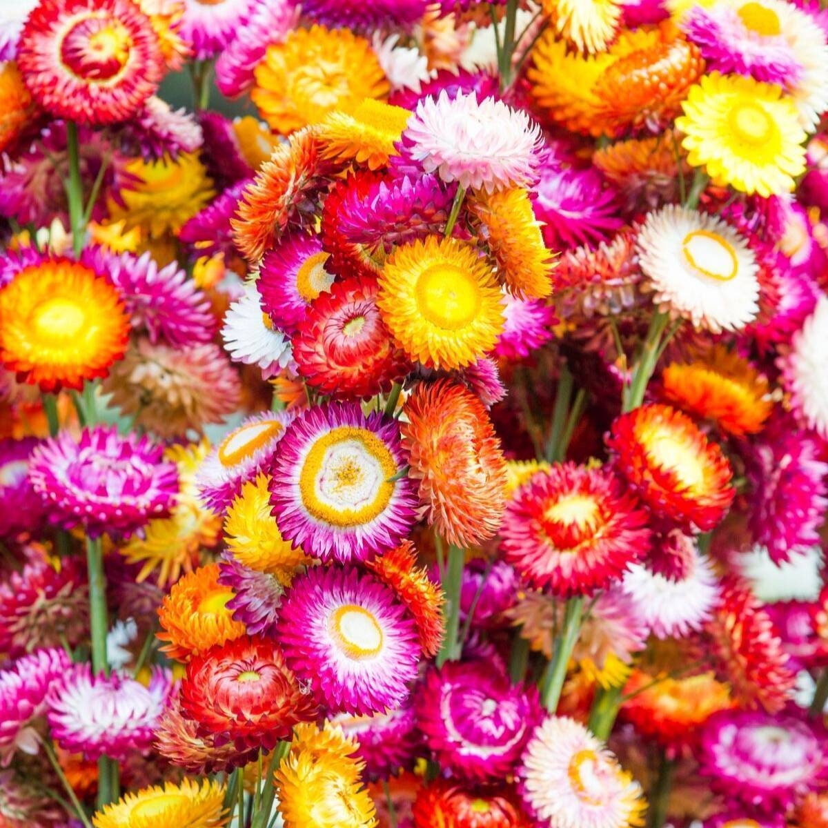 Strawflower Seeds Mixed Colours 250 Seeds Native Australian Flowers