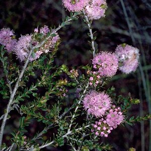 Kunzea micrantha - prostrate - 50 seeds - pink flowered low growing bush - Australian Native Plant.
