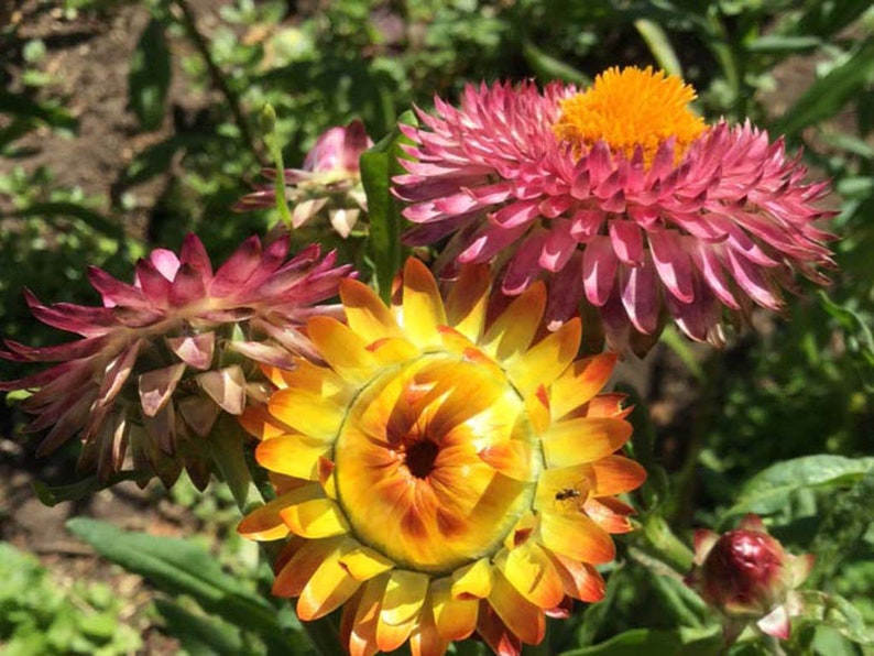Strawflower Seeds Mixed Colours 250 Seeds Native Australian Flowers