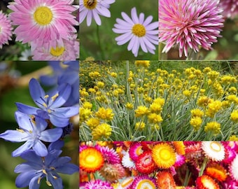 Australian native wildflower mix - Strawflowers, Pink Billy buttons, Native Daisies, Everlasting Daisies, Cottonheads, Blue Flags