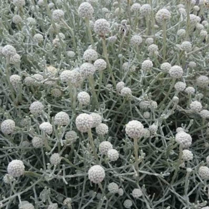 Cushion Bush Leucophyta Brownii 50seeds Native Garden Plants Etsy