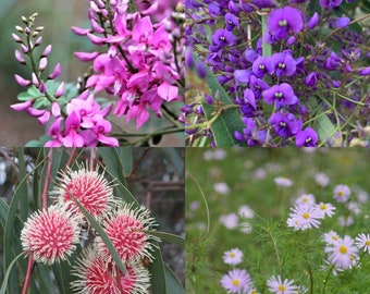 Multi packs of seeds - Australian Native plants and flowers