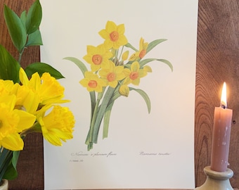 Large vintage daffodil bookplate print | floral, antique, wall art, spring, Easter, Mother's Day