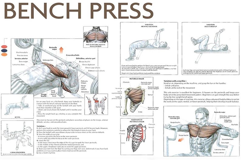 Bench Press Exercise Chart Poster Decorate Living Room Study Room Etsy Bench Press Exercise Chart Poster Decorate Living Room Study Room Etsy