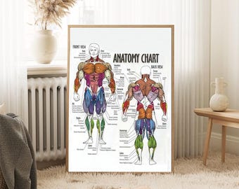 Anatomy Diagram - Muscle Diagram Poster