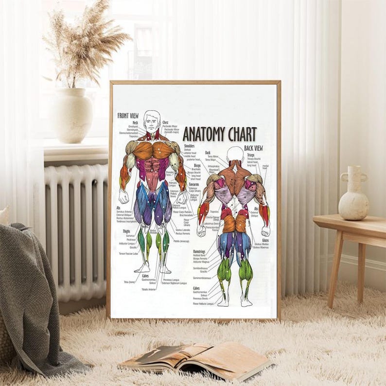 Muscles Color Coded Anatomy Diagram - Muscle Diagram Poster - Etsy