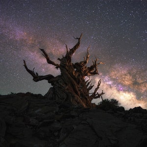 Ancient Bristlecone Pine Tree Astrophotography Night Skies Long Exposure Wall Art Home Deco Vertical Landscape Photography Print Poster
