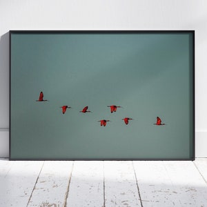 Scarlet Ibis, Piauí, Brazil, Photography Print, Digital Print, Wall Art, Home Decor, Premium Matte Paper Poster